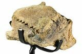 Hadrosaur (Edmontosaurus) Jaw Section with Teeth - Wyoming #377658-6